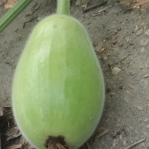 Bottle Gourd