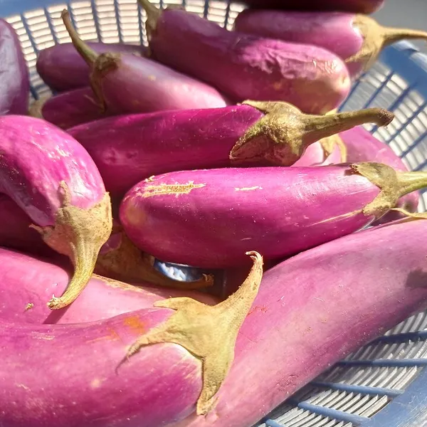 Brinjal