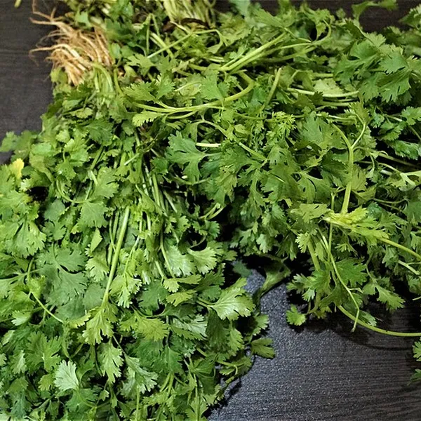 Coriander