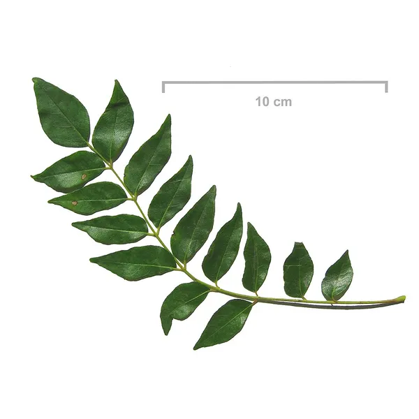 Curry Leaves