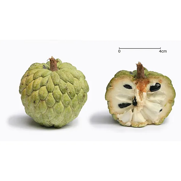 Custard Apple