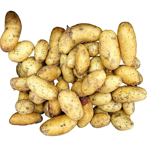 Potato