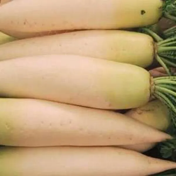 Radish