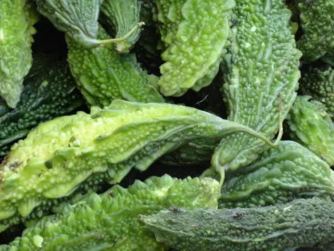 Bitter Gourd