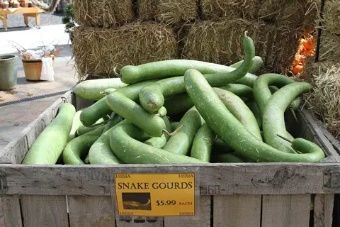 Bottle Gourd