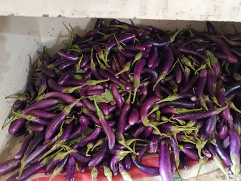 Brinjal