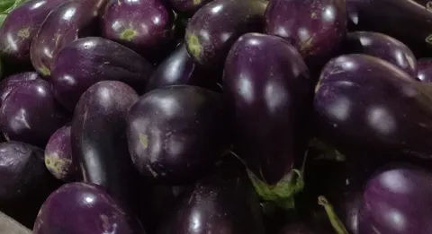 Brinjal