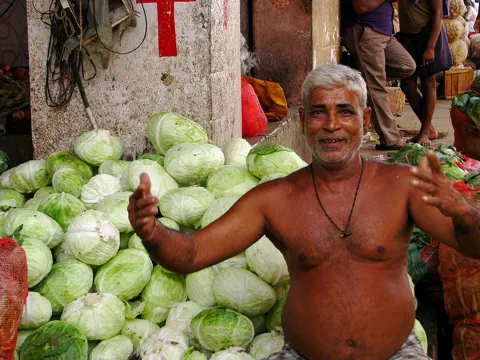 Cabbage