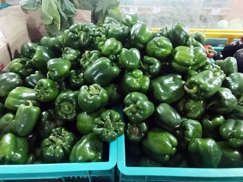 Capsicum