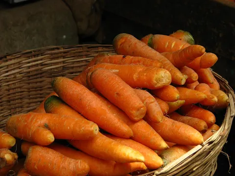 Carrot