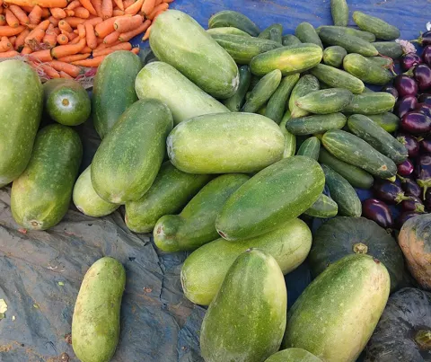 Cucumber