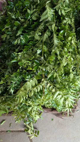 Curry Leaves