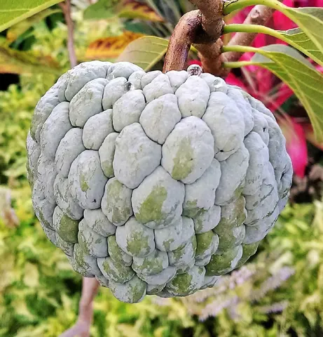 Custard Apple