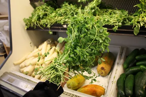 Fenugreek