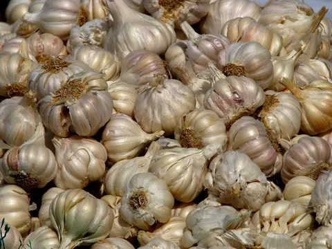 Garlic