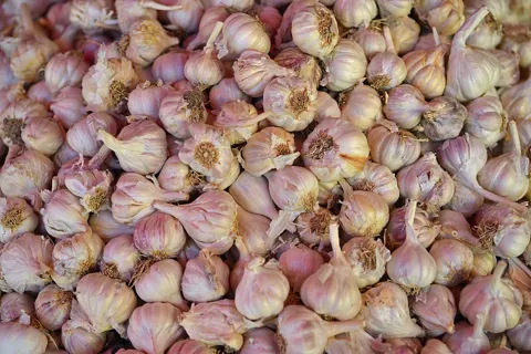 Garlic