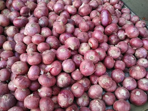 Onion