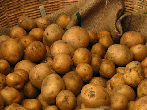 Potato