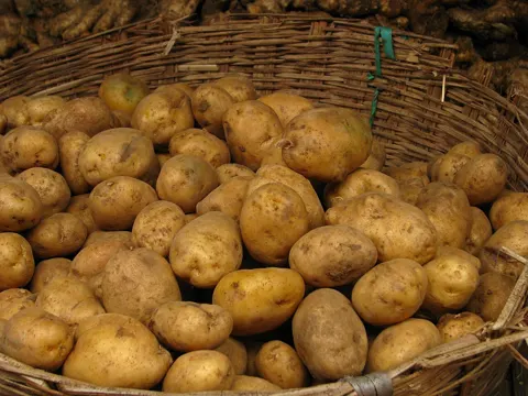 Potato