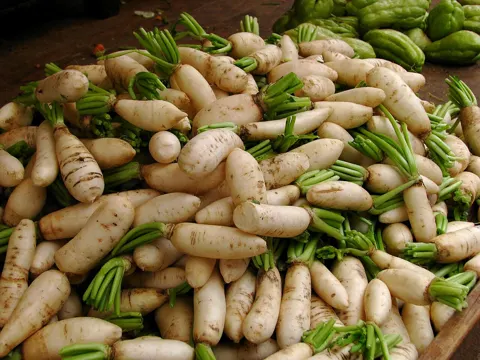Radish