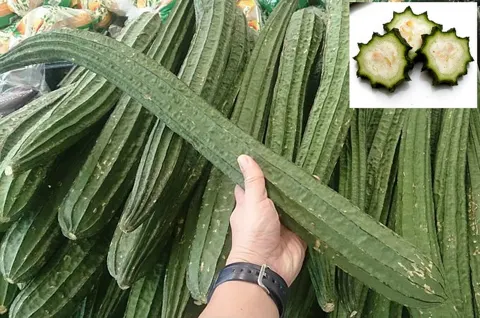 Ridge Gourd