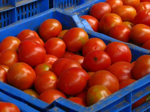Tomato
