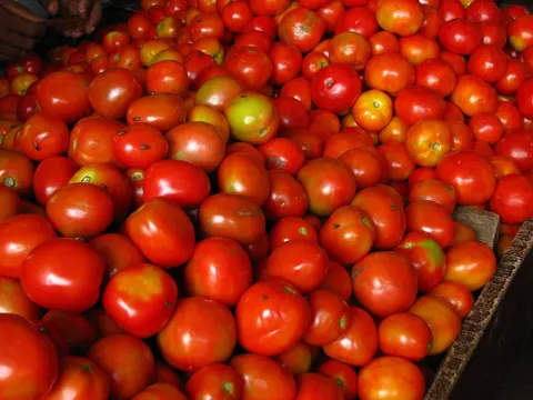 Tomato