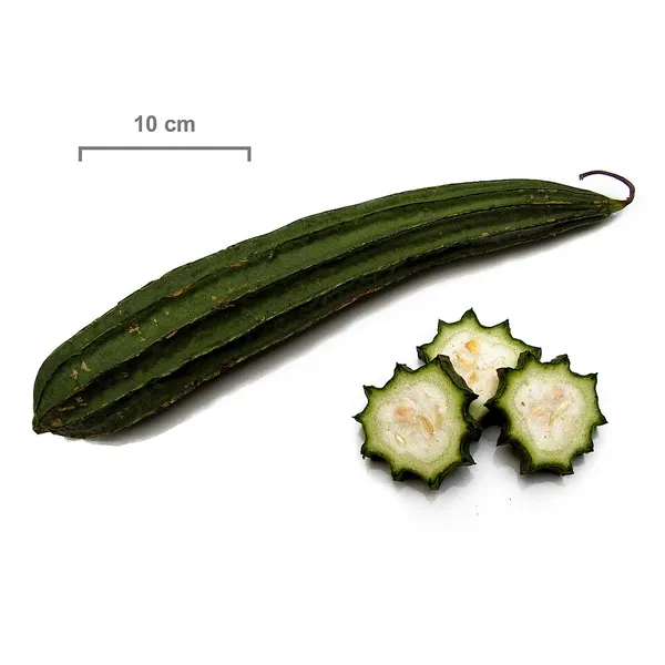 Ridge Gourd
